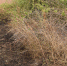 Сальчанка испугалась, что огонь может перекинуться на её дом - SalskNews.Ru
