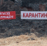 Сальские ветеринары напоминают насколько опасен бруцеллез для животных и человека - SalskNews.Ru