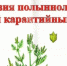 Администрация Сальского района напоминает, что борьба с амброзией — обязанность каждого! - SalskNews.Ru