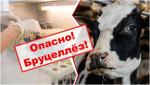 Опасность бруцеллеза