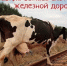 Уважаемые владельцы крупного рогатого скота! - Администрация Сальского городского поселения