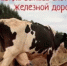 Правила выпаса скота вблизи железной дороги - Администрация Сальского района